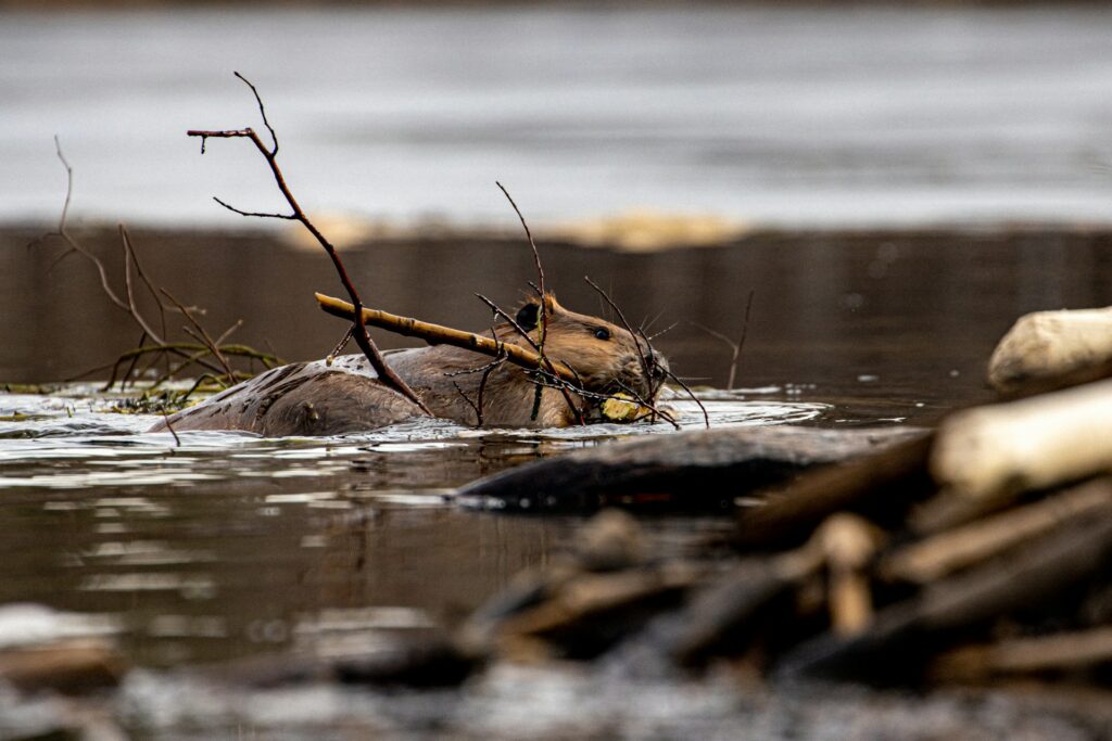 Beaver photo by Derek Otway as found on Unsplash