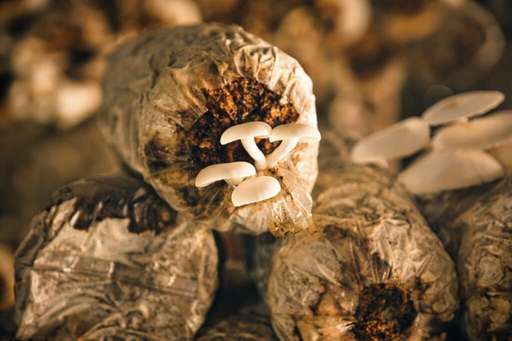 Mushrooms in Indonesia