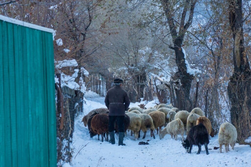 Shepherd in Kazakhstan, photo by Tim Cowley